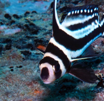 Adult Drum
